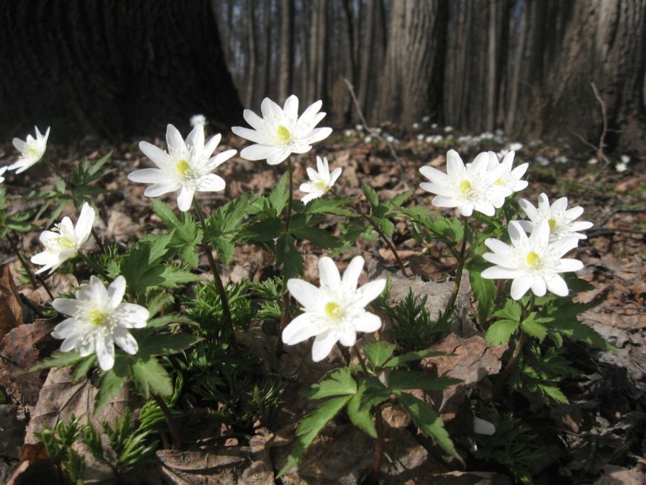 Anemone nemorosa (White)