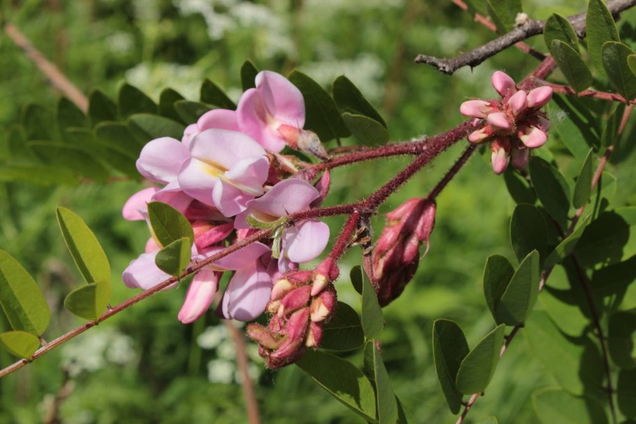 Robinia viscosa