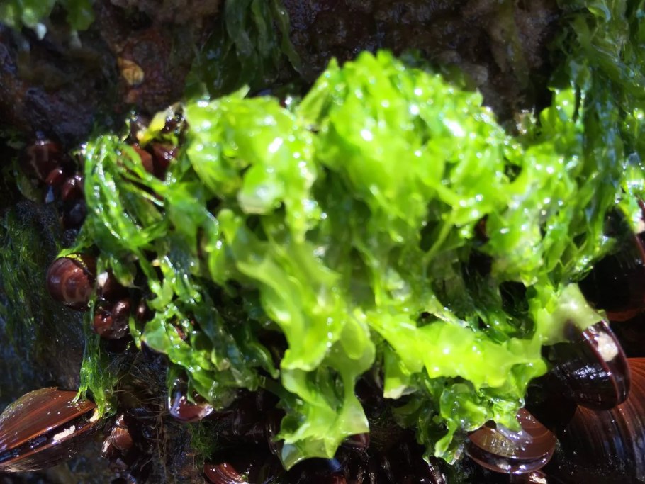 Слоевищные водоросли