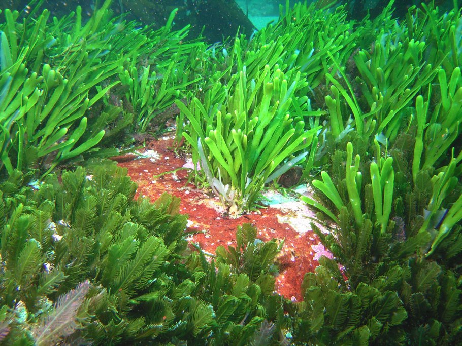 Представители зеленых красных и бурых водорослей