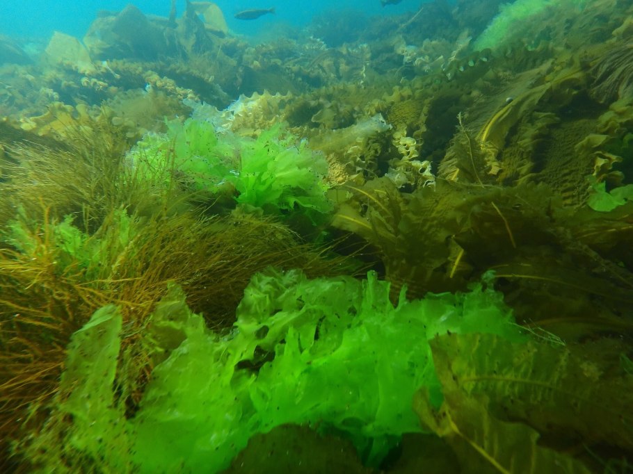 Лессония ламинариеподобная