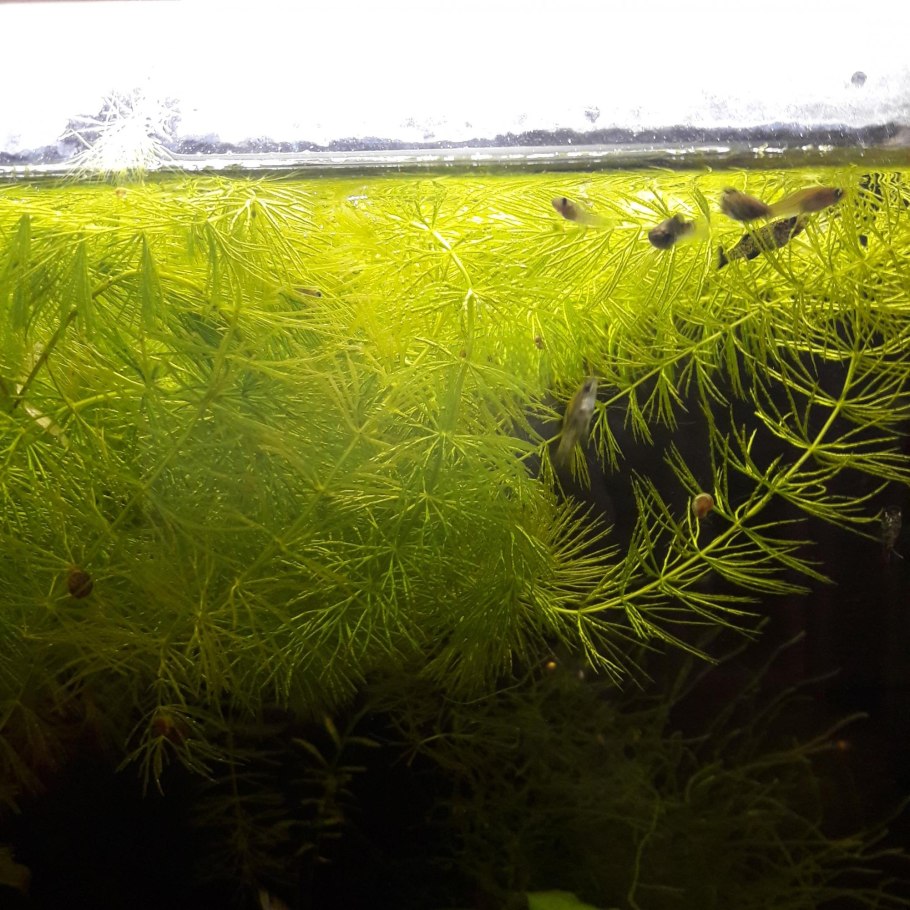 Зеленая водоросль каулерпа