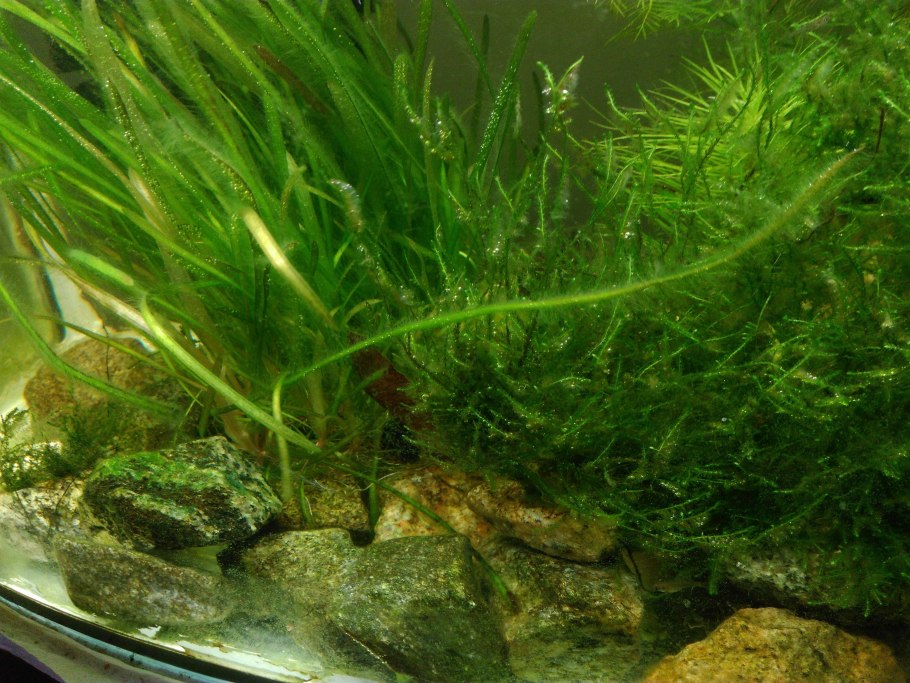 Ульва водоросль