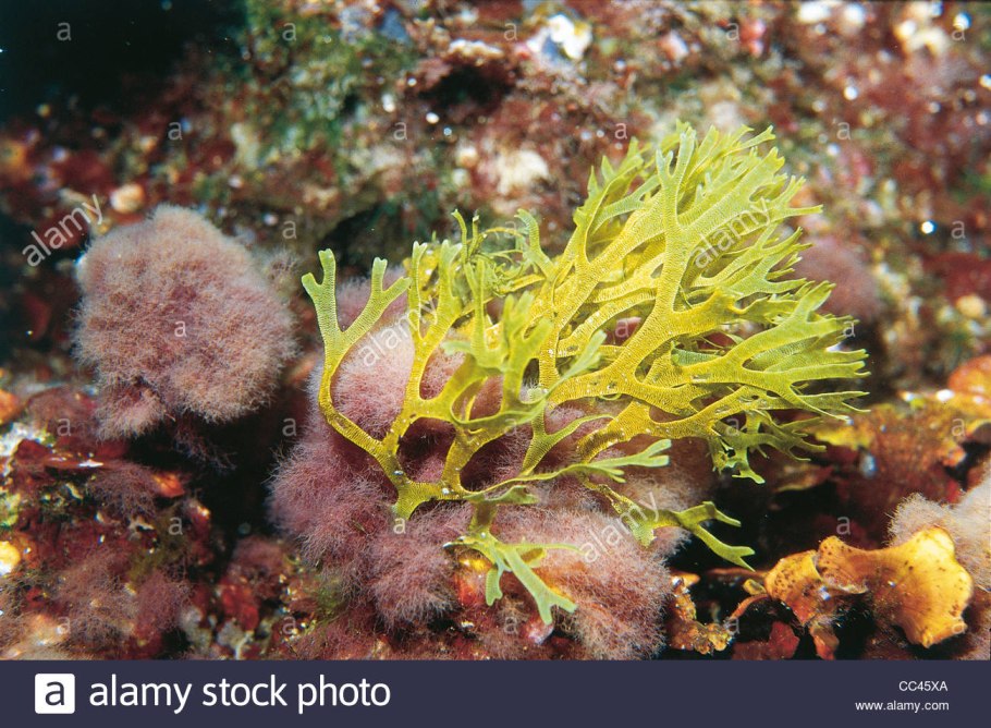 Водоросль морская капуста ламинария