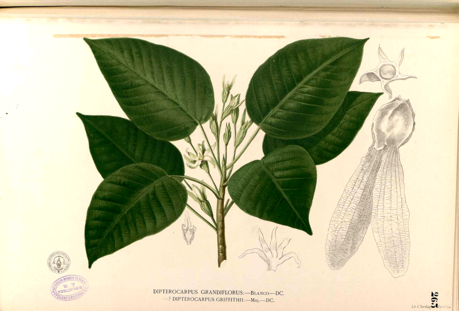 Двукрылоплодниковые (Dipterocarpaceae)