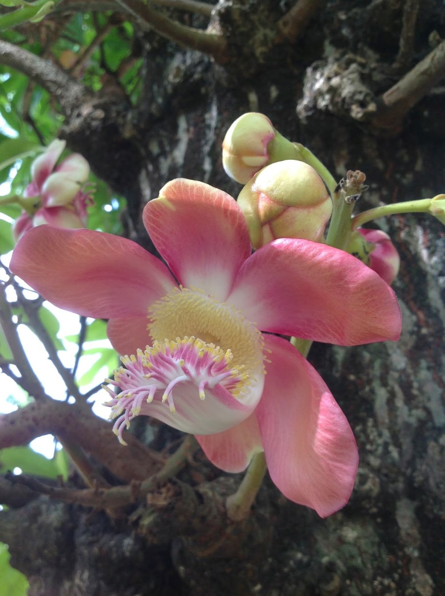 Shorea robusta дерево