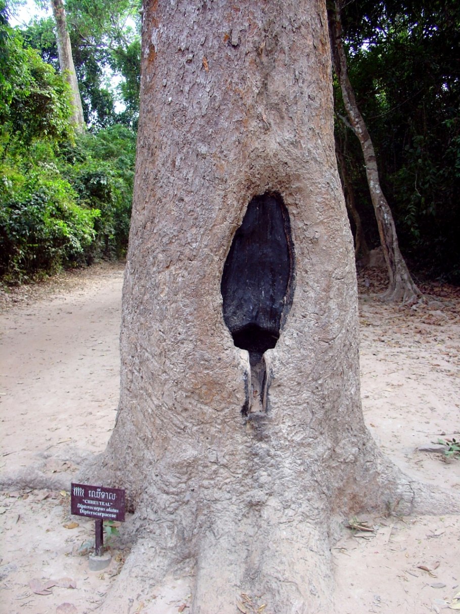 Dipterocarpus lamellatus