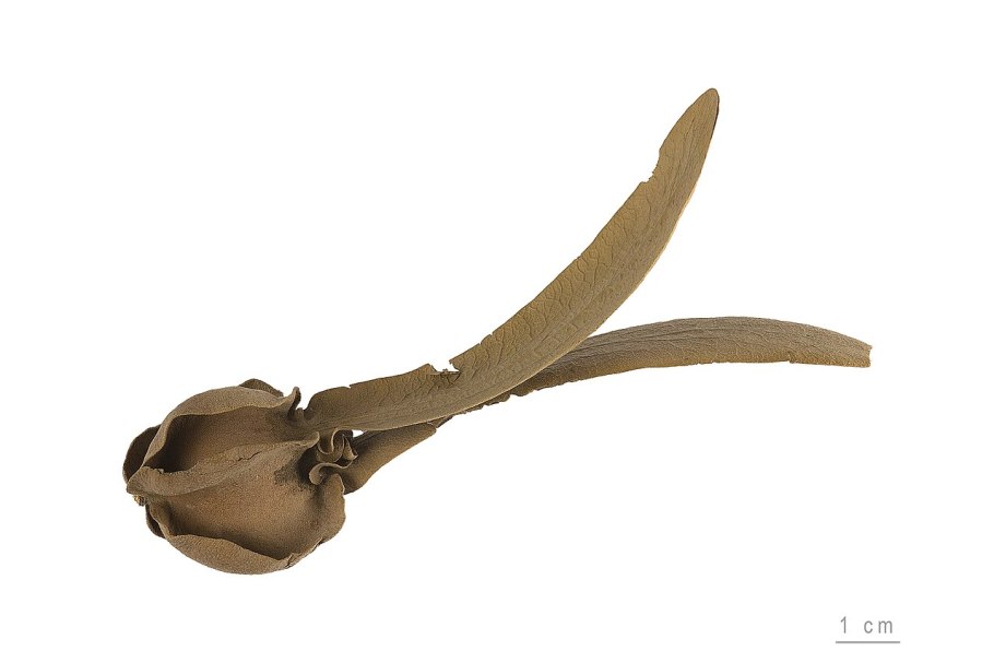 Диптерокарпуса (Dipterocarpus