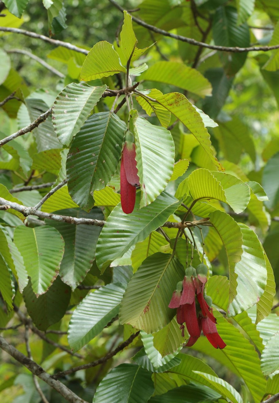 Dipterocarpus lamellatus