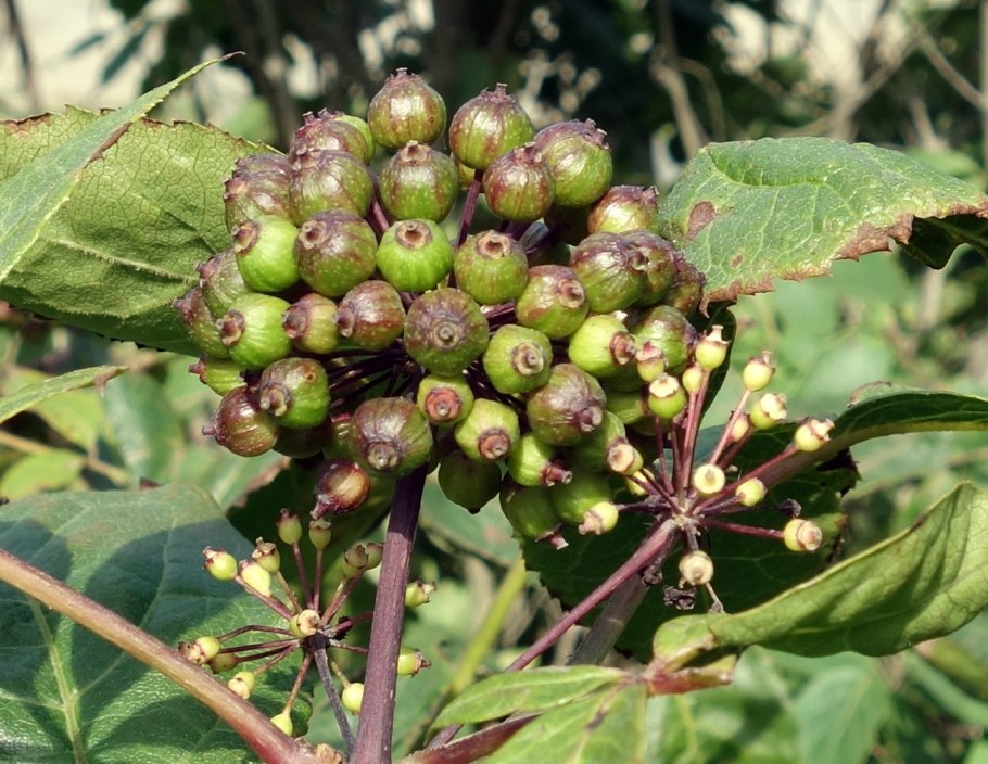 Элеутерококк куст