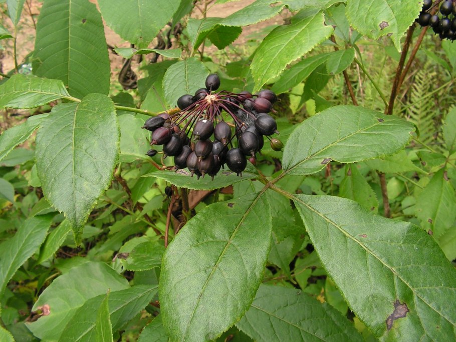 Элеутерококк колючий кустарник