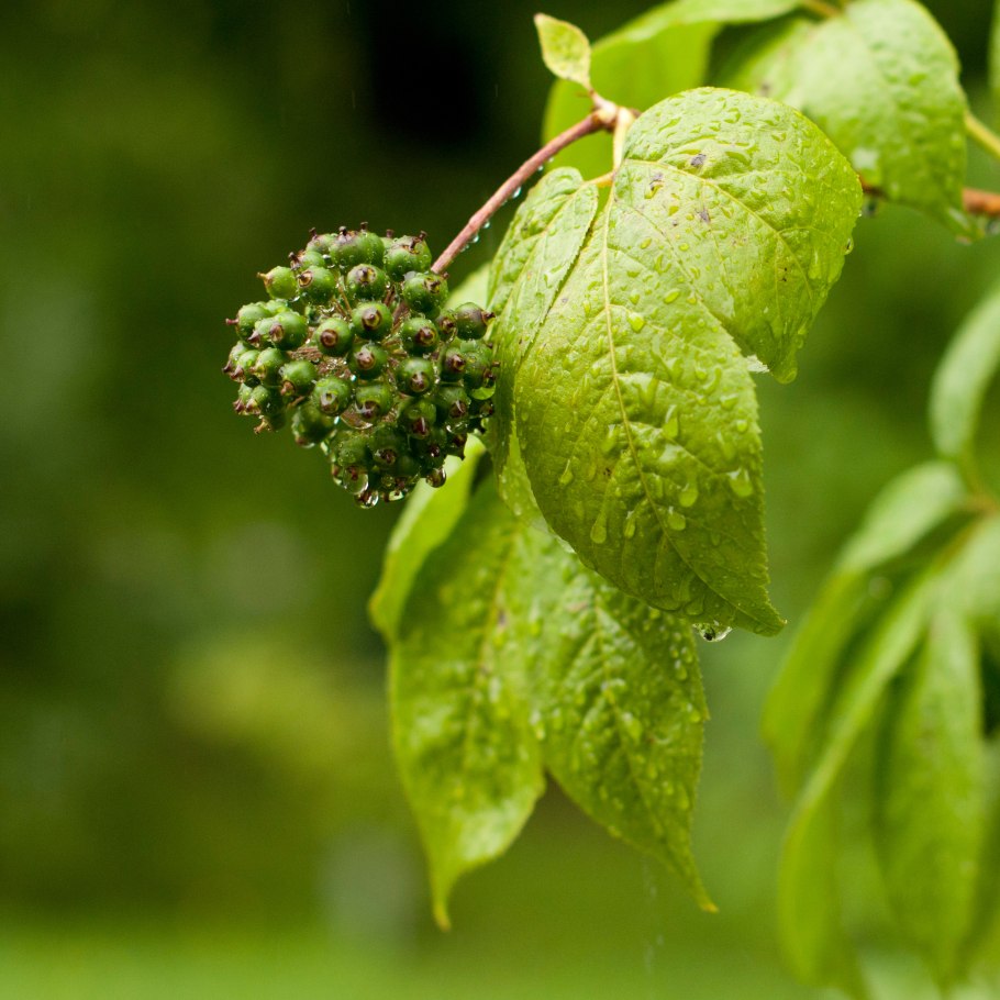 Элеутерококк куст