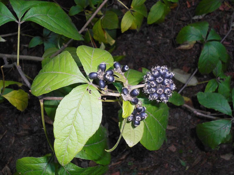 Элеутерококк колючий