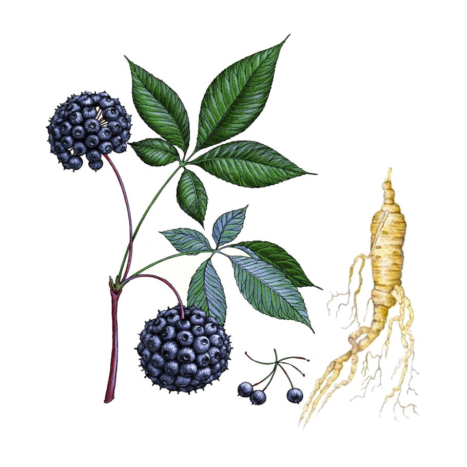 Элеутерококк куст