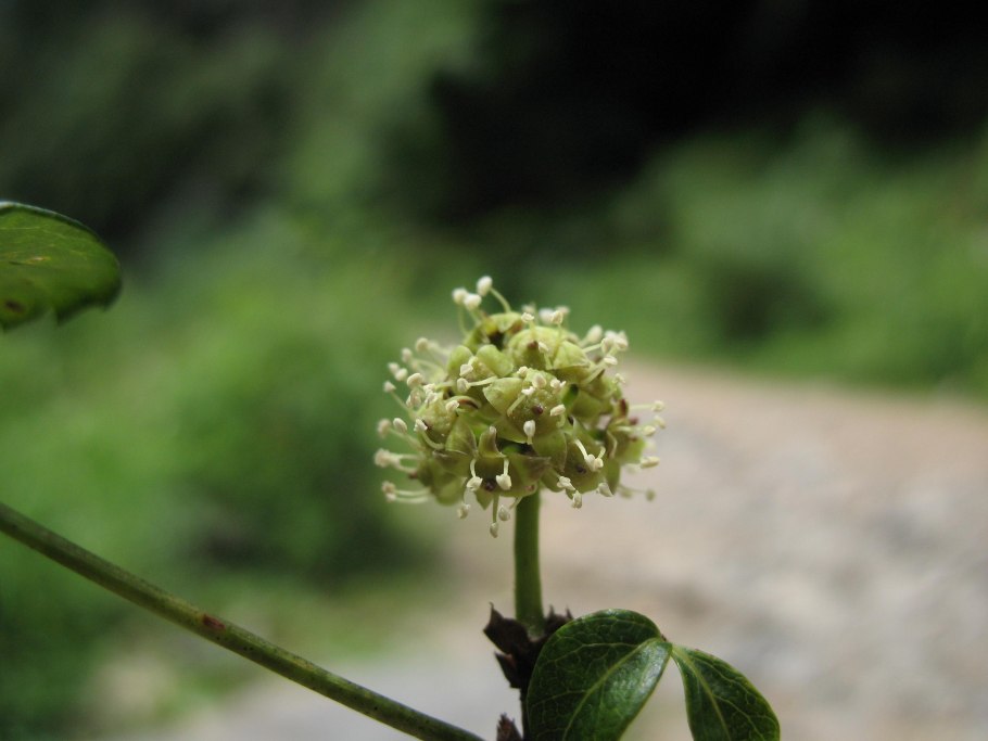 Элеутерококк колючий цветение