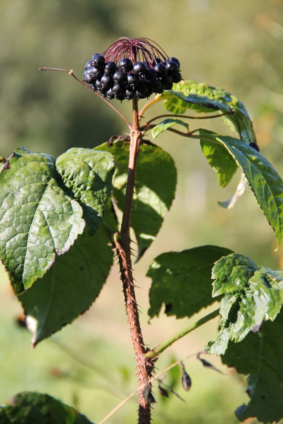 Элеутерококк Сибирский женьшень