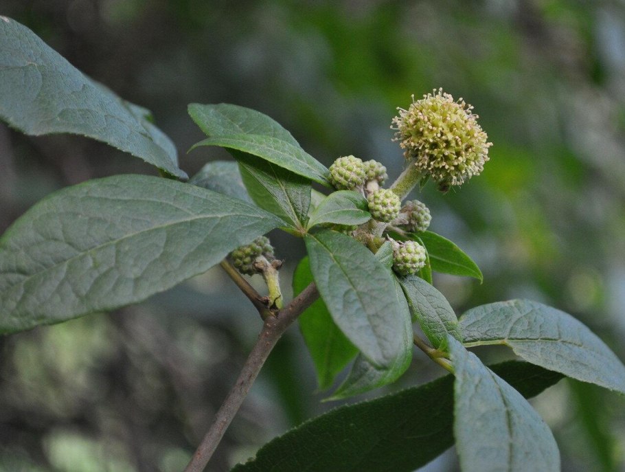 Элеутерококк колючий