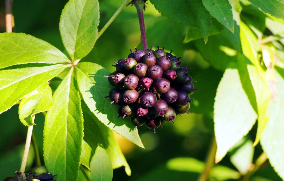 Элеутерококк колючий