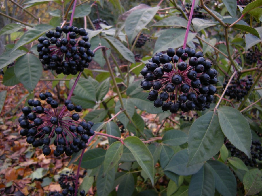 Элеутерококк колючий (Eleutherococcus senticosus)