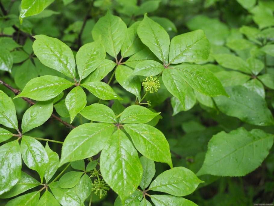 Элеутерококк колючий