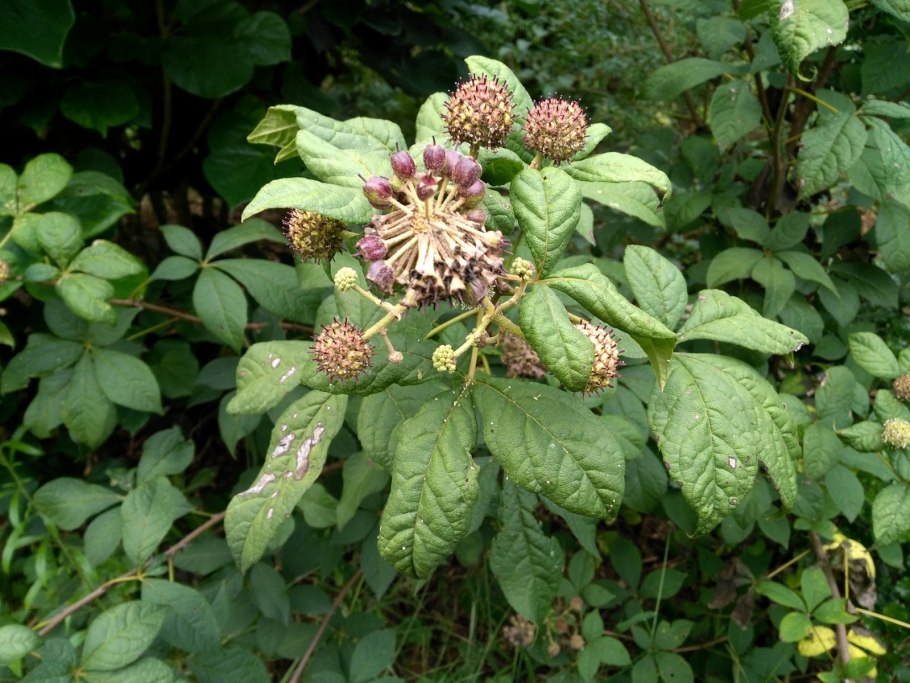 Элеутерококк колючий цветение