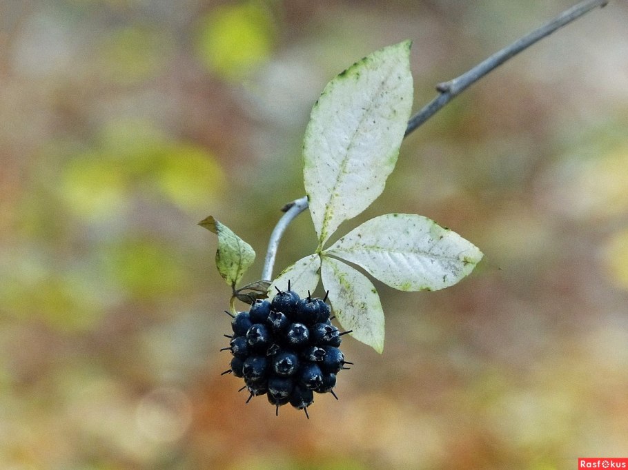 Элеутерококк колючий