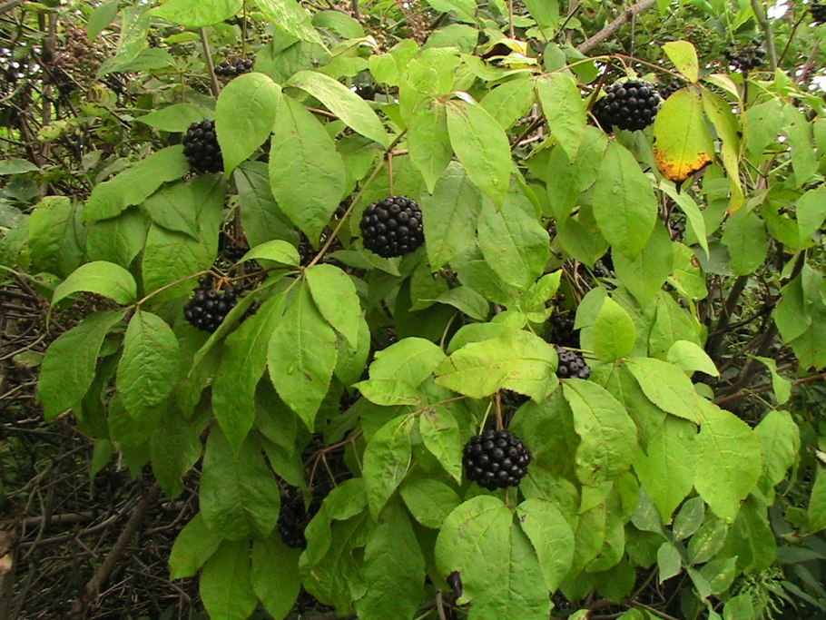 Сироп элеутерококка Aveo