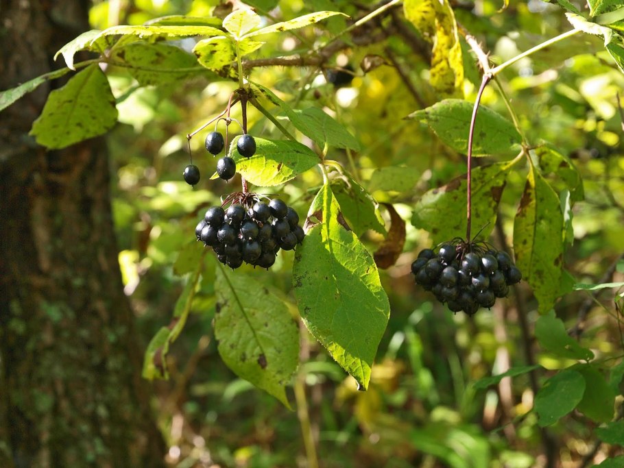 Аралия элеутерококк