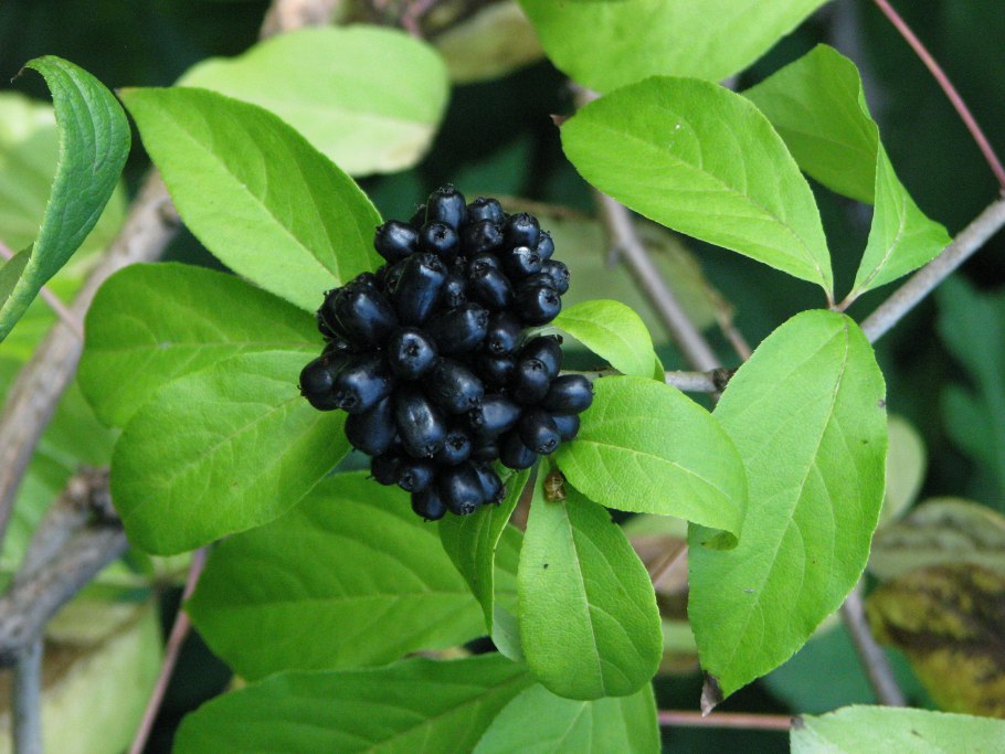 Элеутерококк Сахалинский