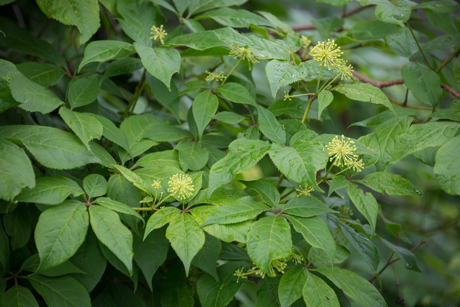 Акантопанакс сидячецветный