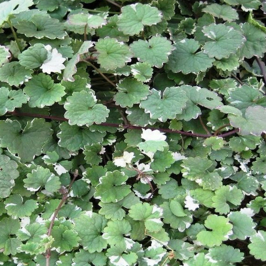 Будра Кошачья мята