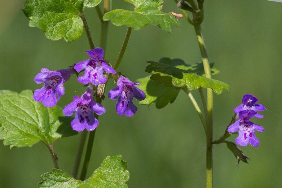 Будра плющевидная