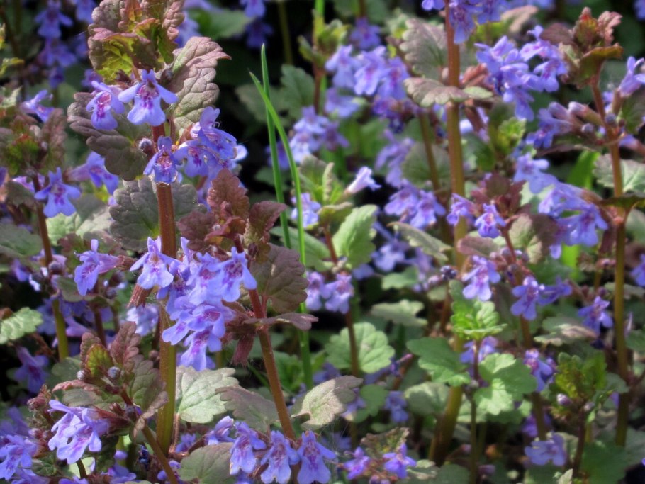 Будра трава