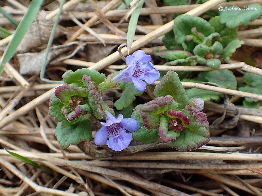 Будра плющевидная