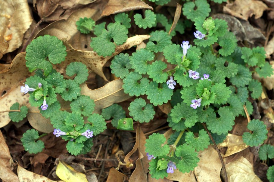Будра плющевидная Glechoma hederacea