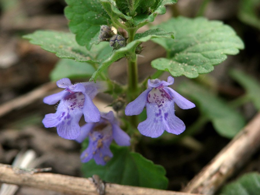 Будра глехома