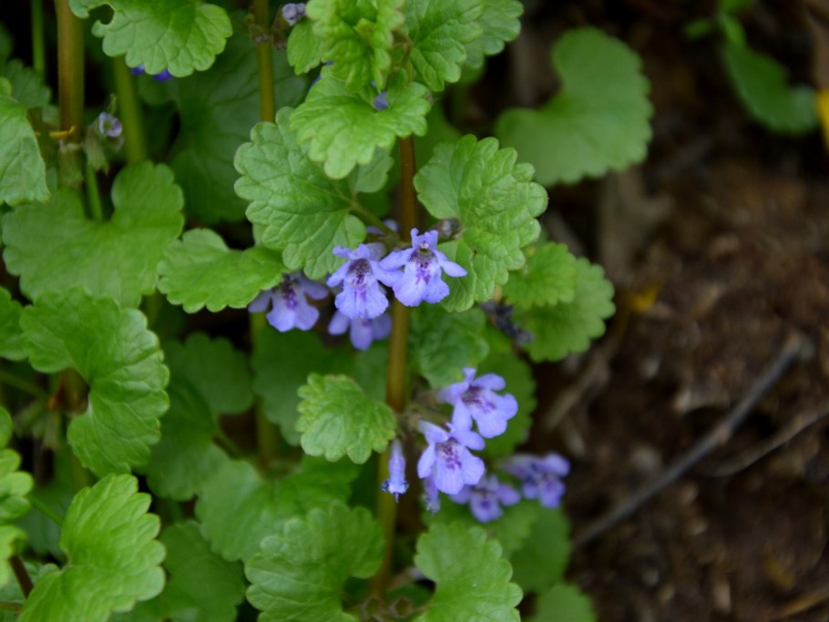 Собачья мята будра плющевидная
