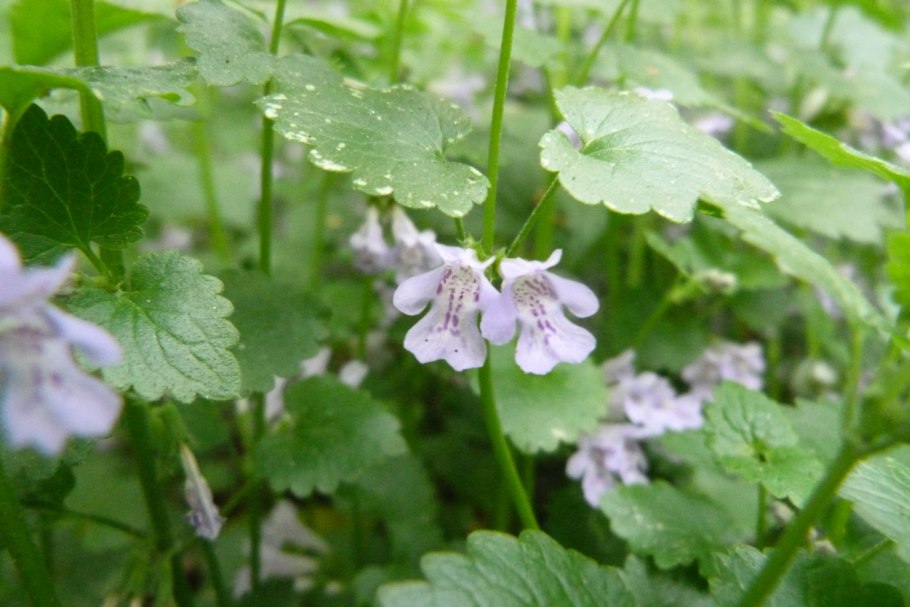 Будра плющевидная