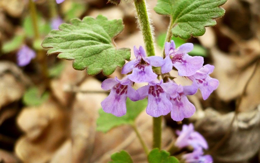 Белое платье для девочки Бурда 2019