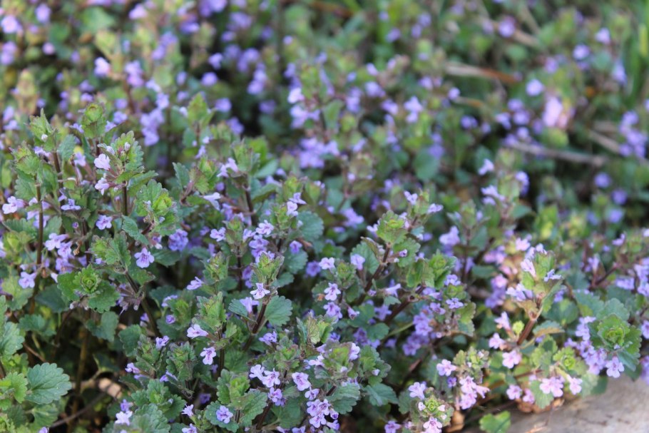 Собачья мята будра плющевидная