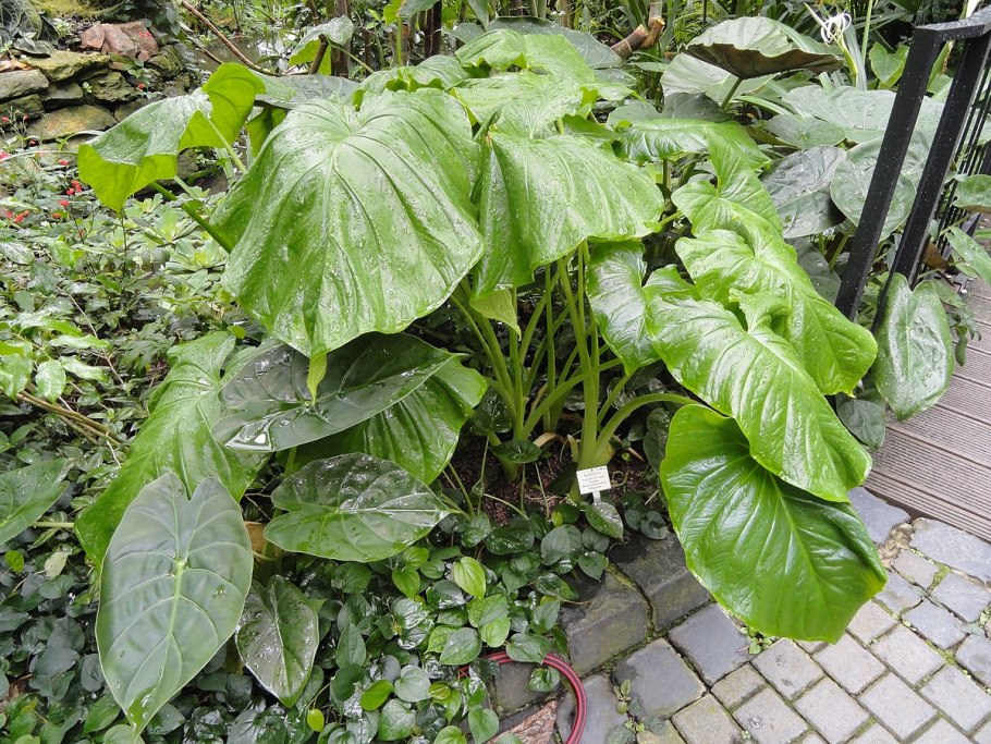 Ксантозома Линдона