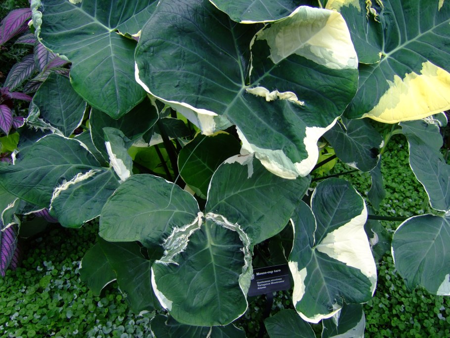 Ксантозома Джангл