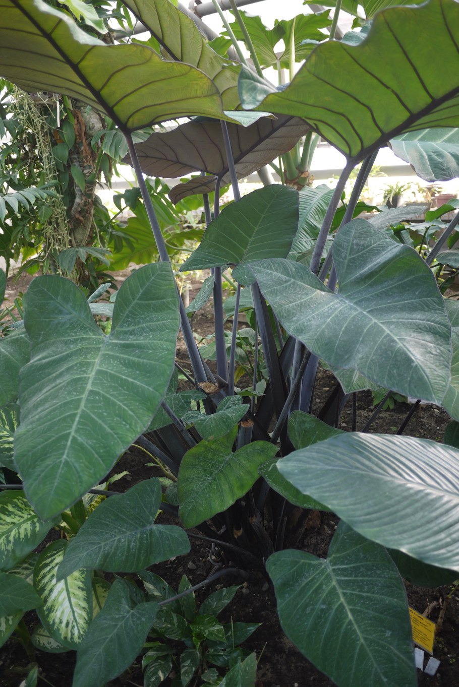 Xanthosoma sagittifolium