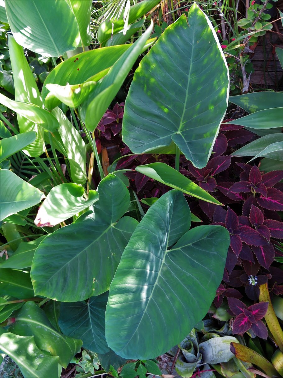 Филодендрон Ксантозома