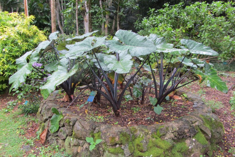 Ксантозома Джангл