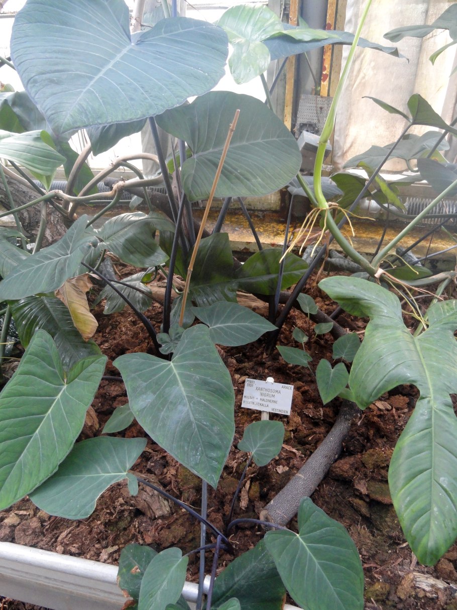 Ксантозома алоказия клубни