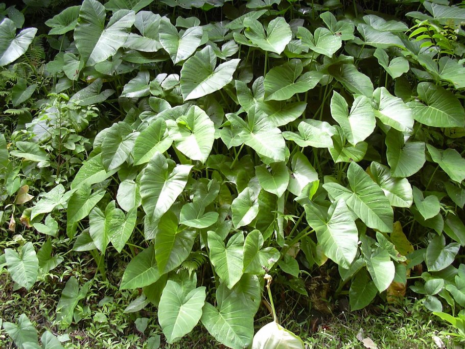 Ксантозома фиолетовая