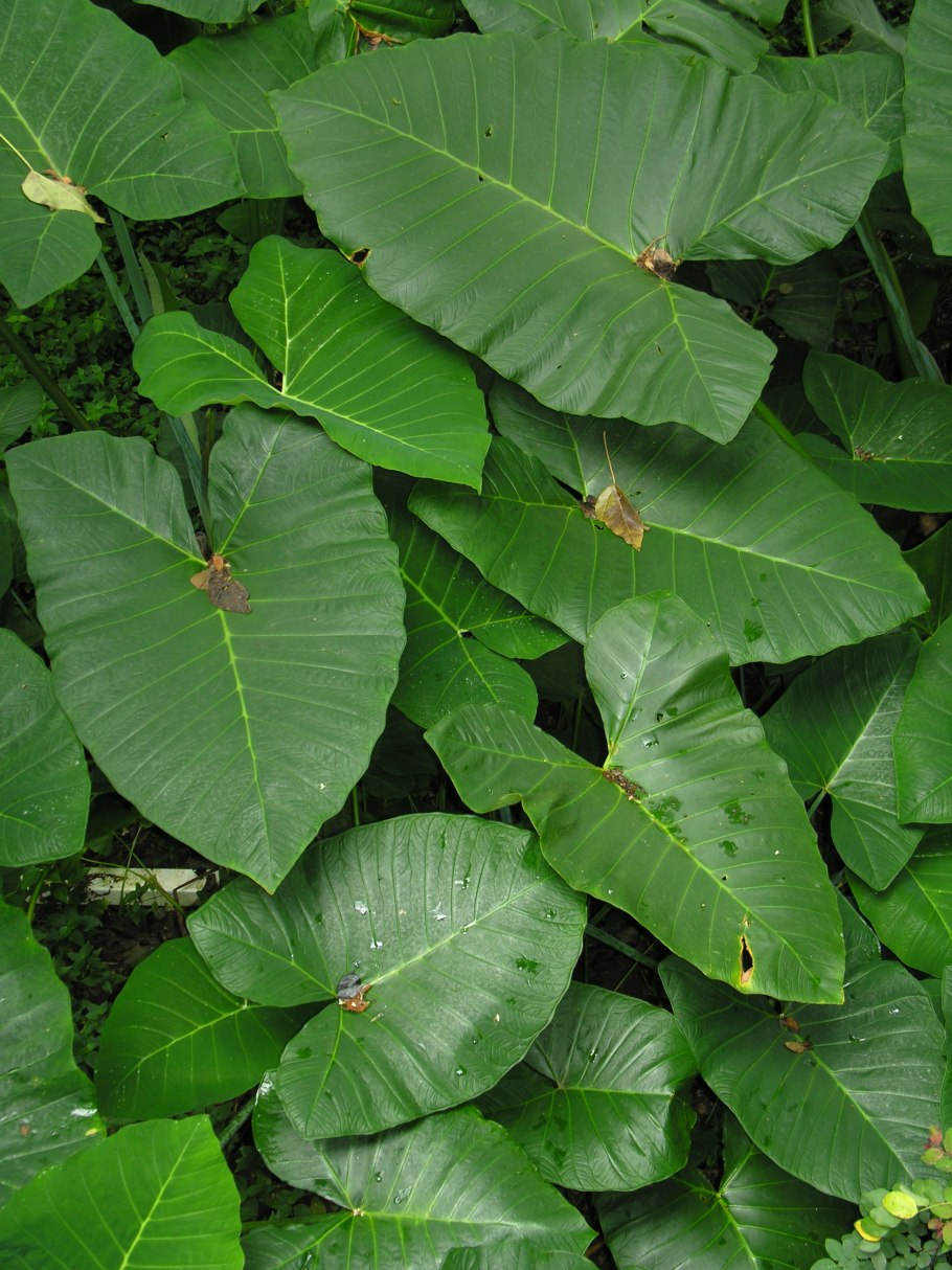 Филодендрон Ксантозома