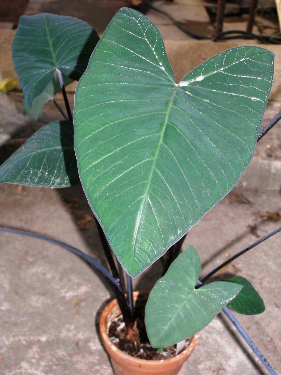 Ксантозома фиолетовая