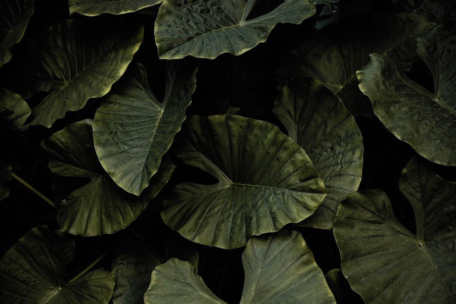 Монстера крупнолистная